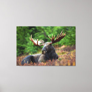 Moose Canvas Print