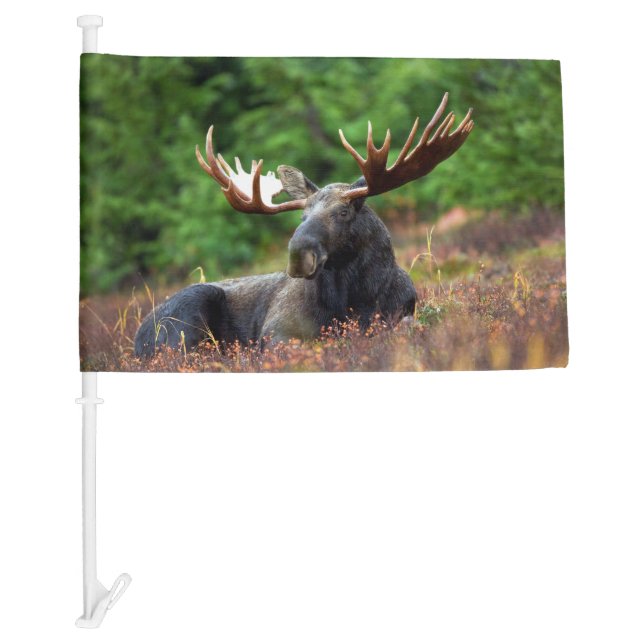 Moose Car Flag (Front)