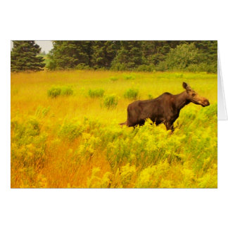Moose Cards