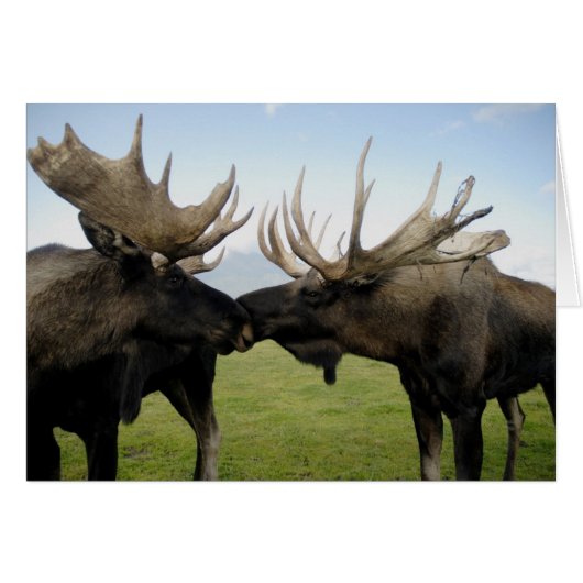 Moose Cards (Front Horizontal)