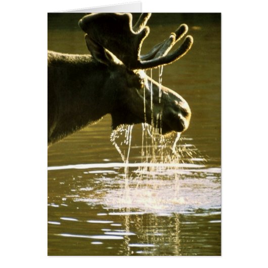 Moose Cards (Front)