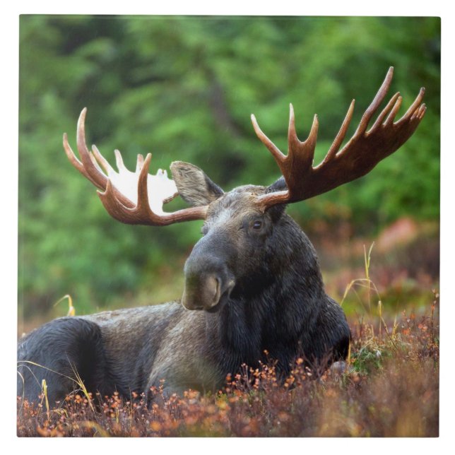 Moose Ceramic Tile (Front)