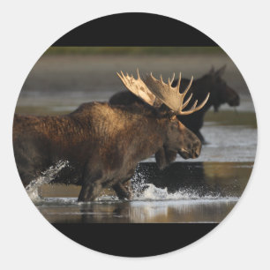 Moose Classic Round Sticker