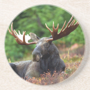 Moose Coaster