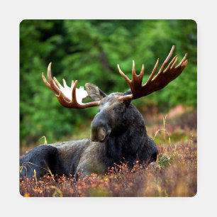 Moose Coaster Set