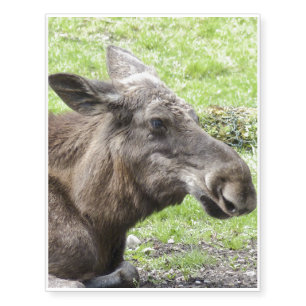 Moose Cow Profile Shot Temporary Tattoos