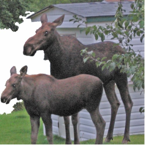 Moose cow with calf Photo Sculpture