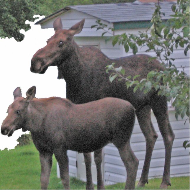 Moose cow with calf Photo Sculpture (Front)