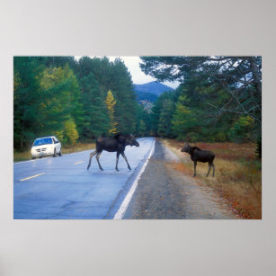 Moose Crossing Kancamagus Highway Poster