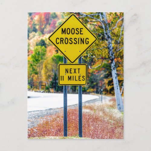 Moose Crossing Postcard