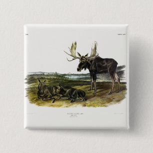 Moose Deer (Moose - Alces alces) by Audubon Button