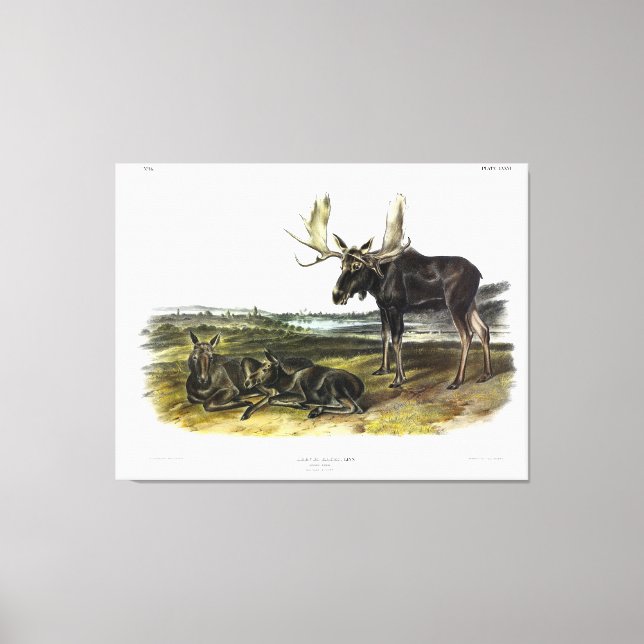 Moose Deer (Moose - Alces alces) by Audubon Canvas Print (Front)