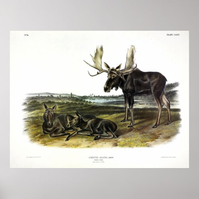 Moose Deer (Moose - Alces alces) by Audubon Poster (Front)