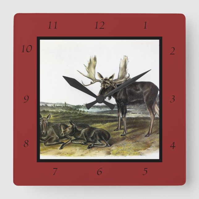 Moose Deer (Moose - Alces alces) by Audubon Square Wall Clock (Front)