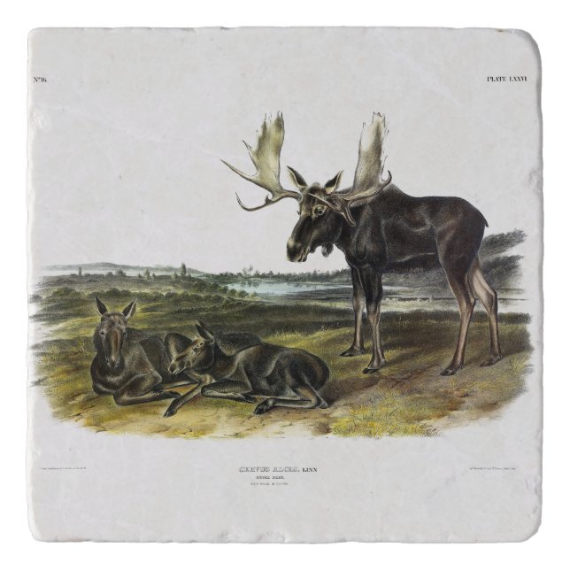 Moose Deer (Moose - Alces alces) by Audubon Trivet (Front)