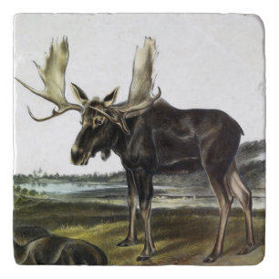 Moose Deer (Moose - Alces alces) by Audubon Trivet