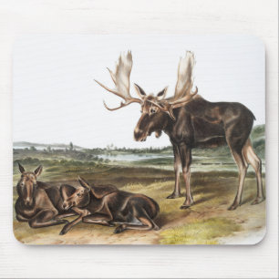 Moose Deer (Servus alces) Illustration Mouse Pad