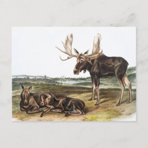 Moose Deer (Servus alces) Illustration Postcard