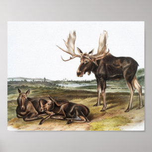 Moose Deer (Servus alces) Illustration Poster
