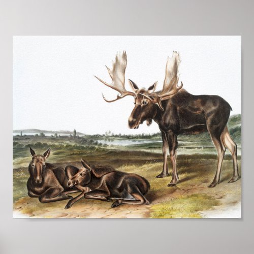 Moose Deer Servus alces Illustration Poster