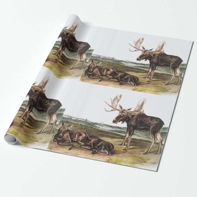 Moose Deer (Servus alces) Illustration Wrapping Paper (Unrolled)