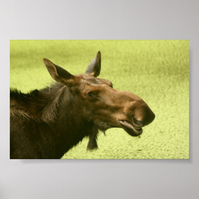 Moose Did Someone Say Cake Poster (Front)