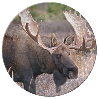 Moose Dinner Plate