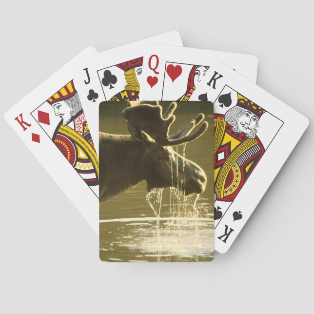 Moose Dipping His Head Into Water Poker Cards (Back)