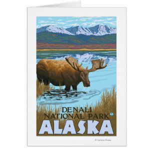 Moose Drinking at Lake - Denali National Park,