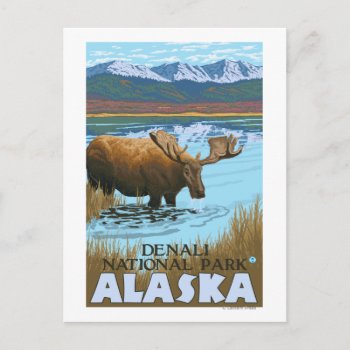 Moose Drinking At Lake - Denali National Park  Postcard by LanternPress at Zazzle