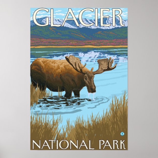 Moose Drinking at Lake - Glacier National Park, Poster (Front)