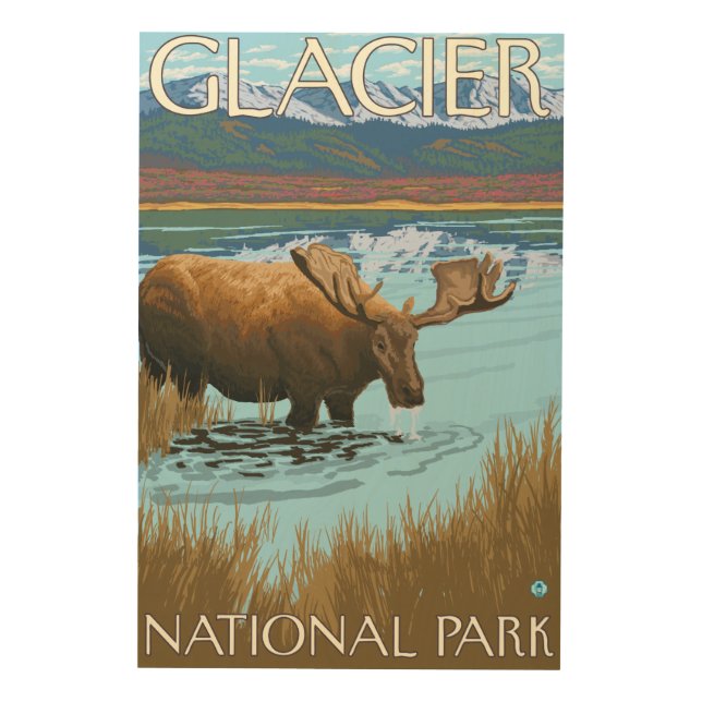 Moose Drinking at Lake - Glacier National Park, Wood Wall Art (Front)