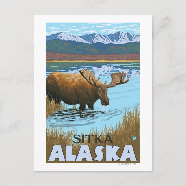 Moose Drinking at Lake - Sitka, Alaska Postcard (Front)