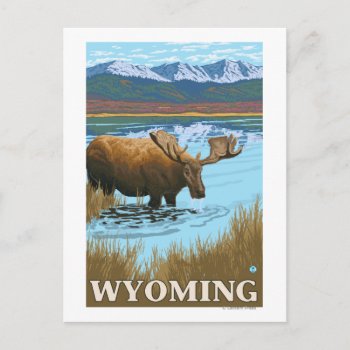 Moose Drinking At Lake - Wyoming Postcard by LanternPress at Zazzle