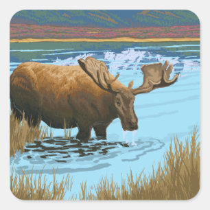 Moose Drinking at Lake - Yellowstone National Square Sticker