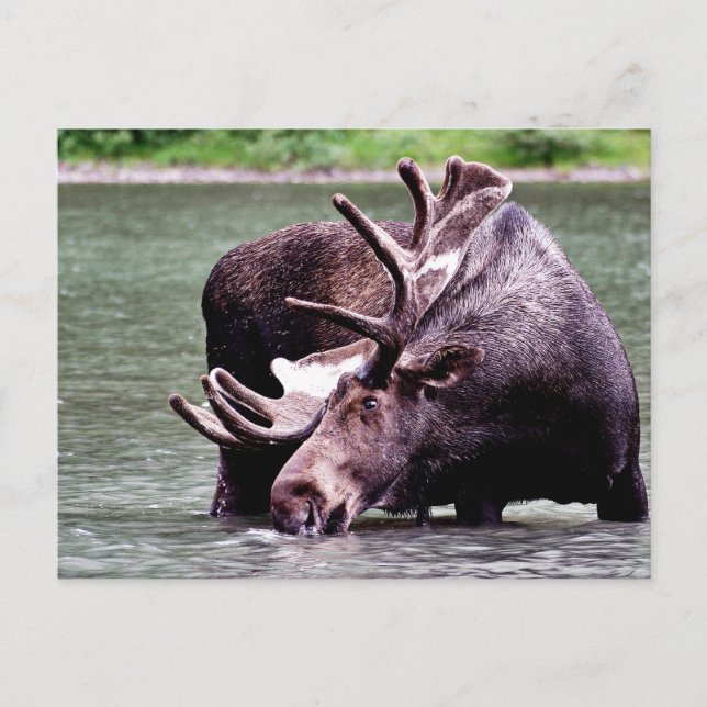 Moose Drinking Postcard (Front)