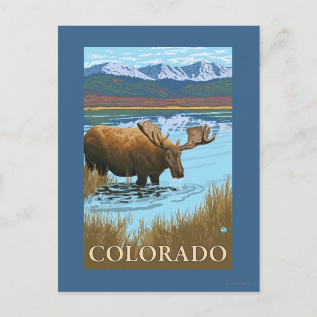 Moose DrinkingColorado Postcard (Front)