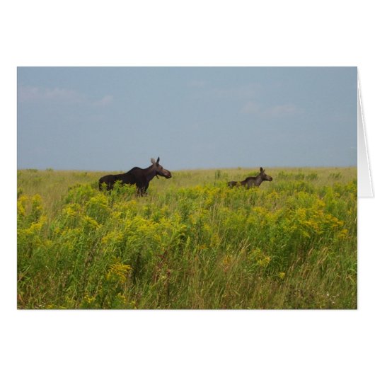 Moose Family Cards (Front Horizontal)