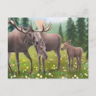 Moose Family Postcard