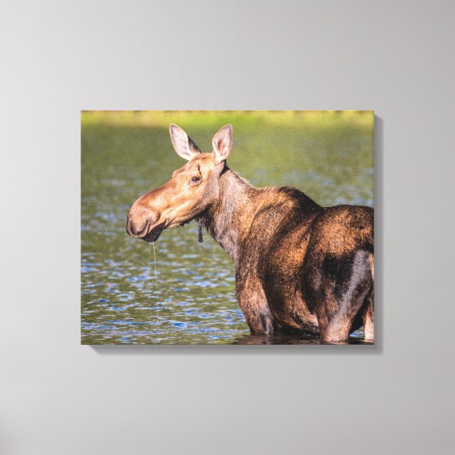 Moose Feeding in Glacier National Park, Montana Canvas Print (Front)