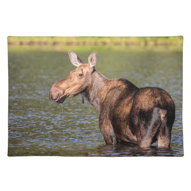 Moose Feeding in Glacier National Park, Montana Cloth Placemat (Front)