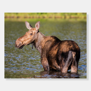 Moose Feeding in Glacier National Park, Montana Foam Board