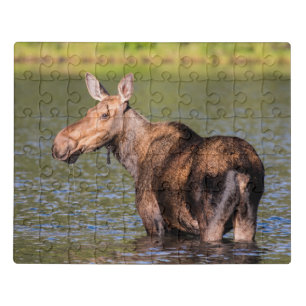 Moose Feeding in Glacier National Park, Montana Jigsaw Puzzle