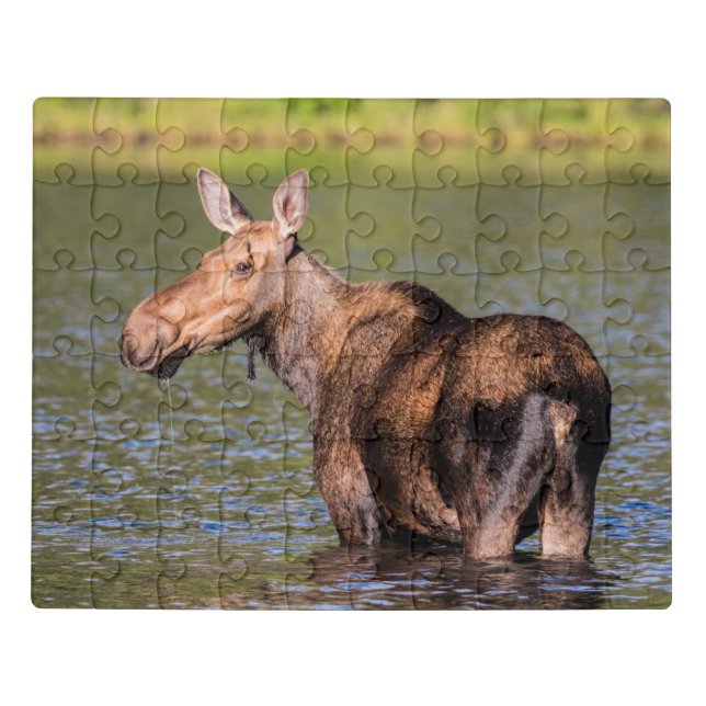 Moose Feeding in Glacier National Park, Montana Jigsaw Puzzle (Puzzle Horizontal)
