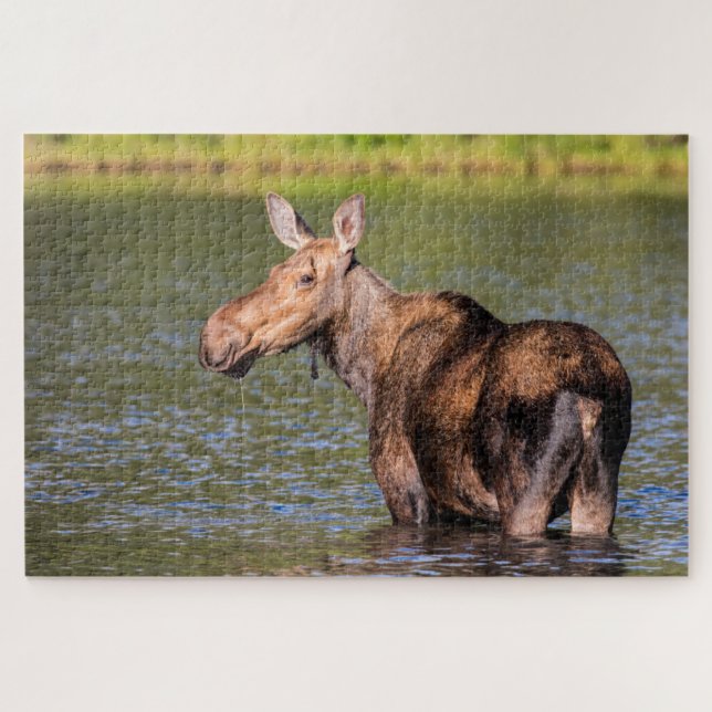 Moose Feeding in Glacier National Park, Montana Jigsaw Puzzle (Horizontal)
