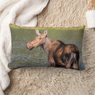 Moose Feeding in Glacier National Park, Montana Lumbar Pillow