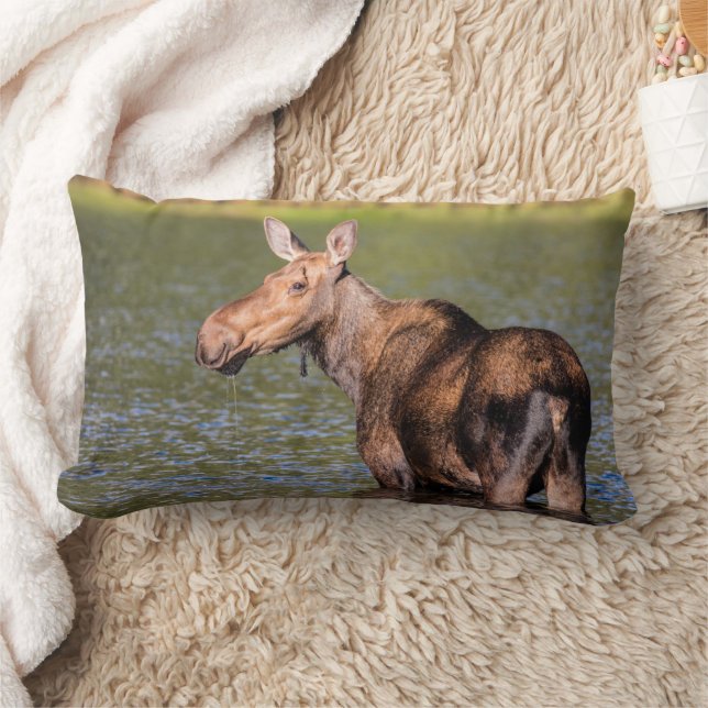 Moose Feeding in Glacier National Park, Montana Lumbar Pillow (Blanket)