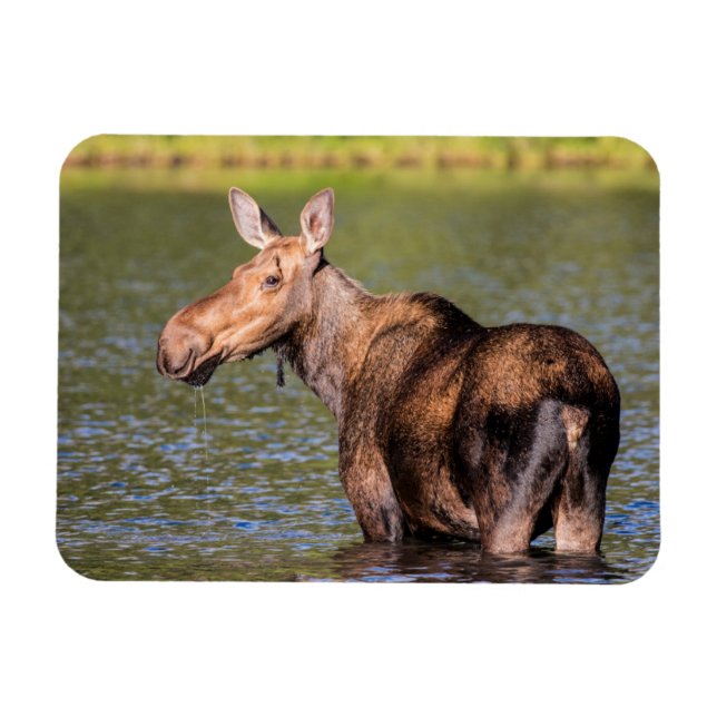Moose Feeding in Glacier National Park, Montana Magnet (Horizontal)