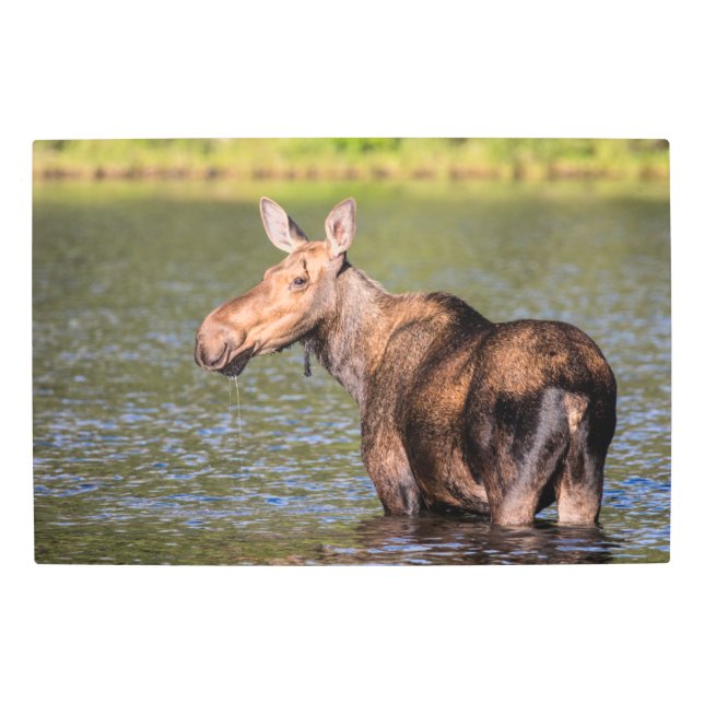 Moose Feeding in Glacier National Park, Montana Metal Print (Front)