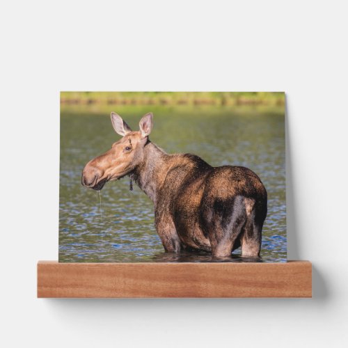 Moose Feeding in Glacier National Park Montana Picture Ledge